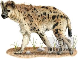 Full Color Illustration Of A Spotted Hyena Crocuta Crocuta Hyena African Animals Animals