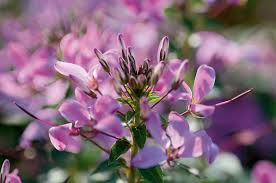 Image result for Cleome