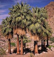 Image result for Washingtonia filifera