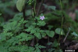 It spreads quickly, pushing out native plants and poses a threat to forest biodiversity. Herb Robert Geranium Robertianum L