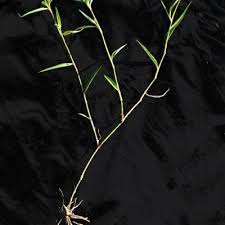 Image result for Commelina triangulispatha