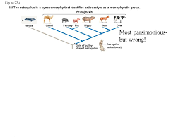 This tree places balaenoptera musculus closest to bryde's whale and balaenoptera borealis. Phylogenetics We Had This Naming Scheme As Developed By Who When Ppt Video Online Download