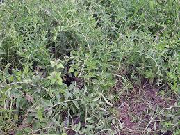 Image result for Coleus esculentus