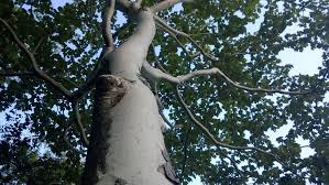 Image result for Sterculia quinqueloba