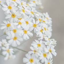 April Birth Flower What Is Your Birth Flower