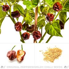 Maybe you would like to learn more about one of these? Buy Your Trinidad Moruga Scorpion Chocolate Chili Seeds Online