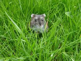 The siberian hamster, the russian dwarf hamster, or the djungarian hamster. Keeping And Caring For Pet Dwarf Winter White Russian Hamsters