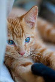 176 Orange Tabby Cats Cats Cute Cats