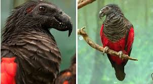 Also known as pesquet's parrot or the vulturine parrot, the dracula parrot is found only in the cloud forests in the foothills and lower mountains of new guinea. Cool Animal Of The Day The Dracula Parrot Shoe Untied