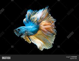 Colorful Main Color Image Photo Free Trial Bigstock
