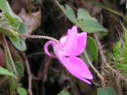 Image result for Impatiens psychadelphoides