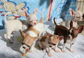 Check spelling or type a new query. Pet Shop Near Me Home Facebook