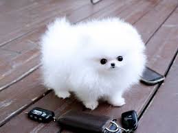 They might weigh less than 13 pounds, but they've got more than. Very Cute Tiny White Puppy Album On Imgur