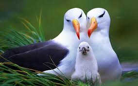 Top 10 Longest Living Animals On Earth In Order 1 Is Called Immortal Animals Beautiful Most Beautiful Birds Cute Animals