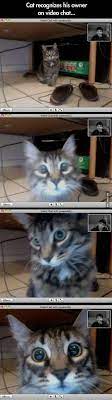 Video Chat Pet Cat Funny Cute Animals Cute Baby Animals Funny Animals