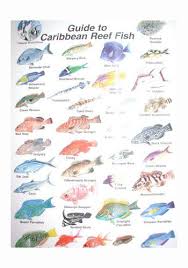 Coral Reef Fish Names Ms Squared Marine Biology Research Trip Belize 2012 Ocean Life Coral Reef Marine Life