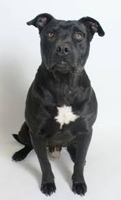 Black And White Pitbull Terrier Mix Pin On Record Searchlight Pets