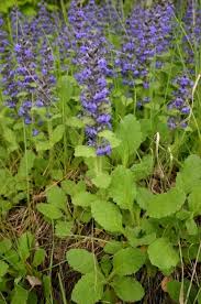 Image result for Ajuga