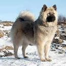 Eurasier Dog Breed Info: Pictures, Characteristics & Facts