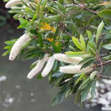 Image result for Cunonia capensis