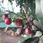 Image result for Lepisanthes senegalensis