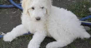 Black And White Parti Aussiedoodle Pele Standard Parti Poodle Female Dreamydoodles Northwest Poodle Puppy Poodle Puppy Standard Poodle