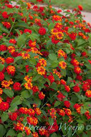 Lantana Lantana Flowers Rock Plants Lantana