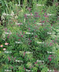 Image result for Indigofera erythrogramma