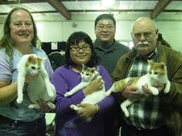 Interesting fact about japanese bobtail cat. Hoofnpaws Japanese Bobtail Cats Home Facebook