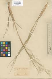 Image result for Eragrostis gummiflua