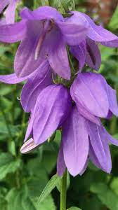 Today S Daily Flower Jardines Flores Plantas