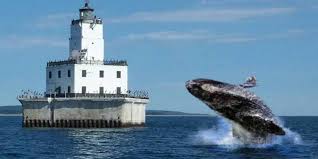 Lake Superior Whales - Spring Narwhals - Youtube