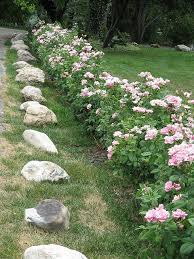 Browse the largest selection of the most fragrant roses. Pin On Landscape