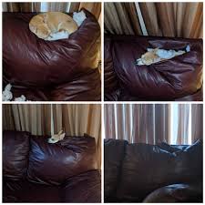 my dog is slowly sinking into the couch