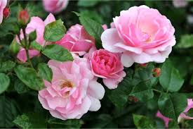 Términos y condiciones de semana de birras bit.ly/2pzqpia. How To Plant Roses Diy True Value Projects True Value