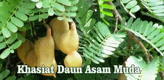 Update juli 2021 ✅ harga daun salam per lembar terbaru bulan ini. Manfaat Khasiat Daun Asam Muda Latest Version For Android Download Apk