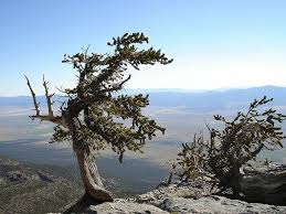 It is not, nor is it intended to be, a current list of plants in stock on hand at each location or at our farm. Great Basin National Park Nevada Sky Clouds Mountains Valley Ravine Landscape Trees Plants Cliff Pikist