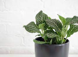 Jul 02, 2021 · jade plants are toxic to cats, dogs, and other animals. Houseplants Safe For Cats And Dogs