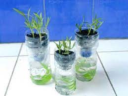Bagaimana cara menanam hidroponik dengan botol? Menanam Kangkung Hidroponik Dengan Botol Bekas Tips Dan Inspirasi Hidroponik Menanam Tanaman