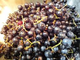 Ontario's grape & wine industry. Easy To Make Homemade Wild Grape Jam We Are Not Foodies