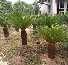 Pengertian majas simbolik dan contohnya. Jual Tanaman Hias Sikas Pohon Sikas Udang Tanaman Sikas Di Lapak Corak Bunga Taman Bukalapak