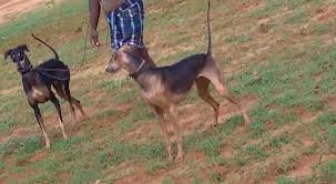 Chippiparai And Indian Dog Breeds Home Facebook Our tamil nadu culture sippiparai dog hunting video. chippiparai and indian dog breeds