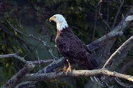 Americas bald eagle population quadruples | The Independent