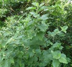 Image result for Sida chrysantha