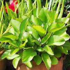 Image result for Kalanchoe lanceolata