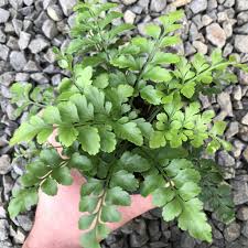 Image result for Asplenium gemmiferum