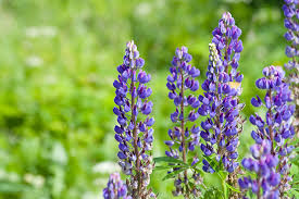 Heilungsrate bei leukämie steigt 17.05.2021. Allergen Lupine