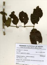 Image result for Rytigynia sp. C