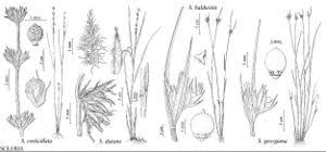 Image result for Scleria