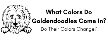 When you read about this miracle spice you'll want to utilize it not just in your food, but in many other ways too! What Colors Do Goldendoodles Come In Do Their Colors Change
